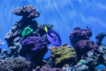 Crédence de cuisine en verre imprimé Salle de bain Le poisson palette tang, Paracanthurus hepatus, est également appelé tang bleu royal et peut être trouvé sur un récif tropical dans l& 39 océan.