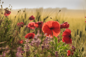SPRINGTIME.Between Apulia and Basilicata. Backlit poppies in a field with cornfield unripe. Italy....