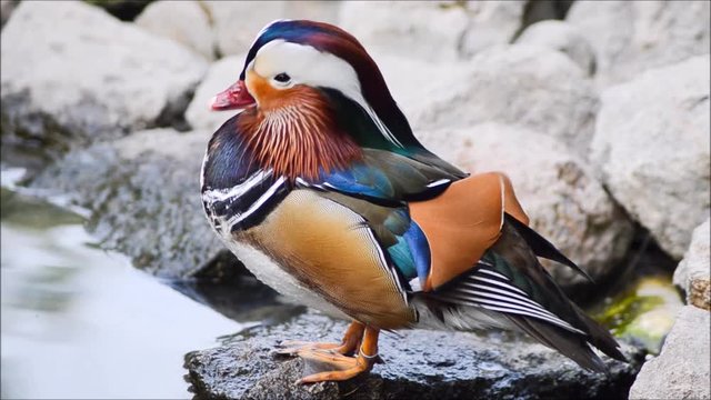 Male mandarin duck standing near a lake.