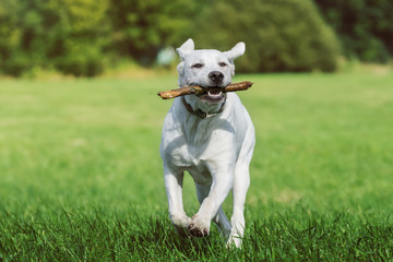 junger süßer labrador retriever hund welpe rennt auf einer wiese mit einem stock im maul