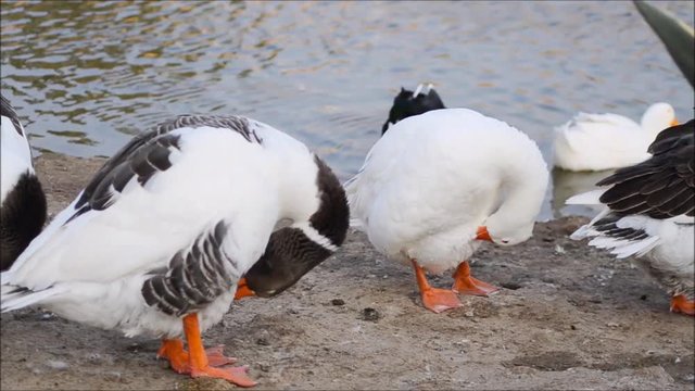 Geese are cleaning feathers near a pond. 