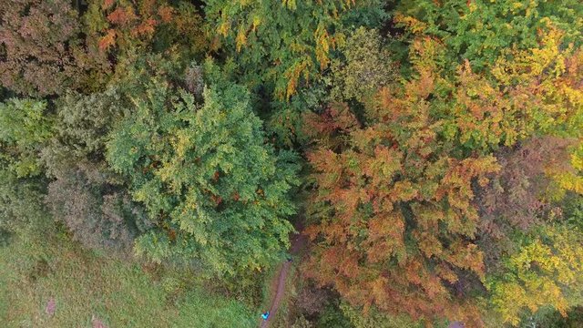 jesień, przyroda, natura, drzewa, liście, kolory, biegacze, biegi, trasa, z lotu ptaka, las, gaj, fauna, flora, barwy, złoty, zieleń, czerwień, ż&oacute;łty, rudy, wędr&oacute;wka, spacer,
