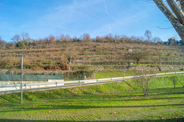 vineyards in winter