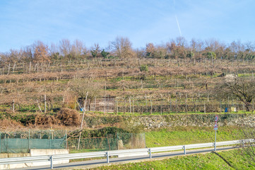 Fototapeta na wymiar vineyards in winter