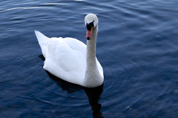 White swan in the lake - Cygnus