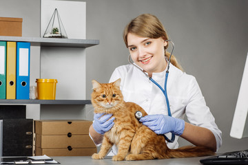 veterinarian  in vet clinic at work.