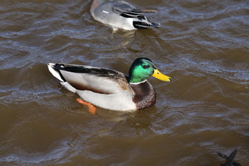 Obraz premium 山中湖のマガモ