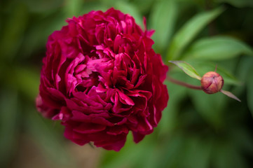 Big blooming red peony flowers in spring. Happy Mothers Day. Mother's Day greetings card. Mothers Day gift.