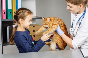 Veterinarian checking up sick dog with stethoscope
