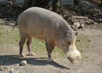 Bartschwein Sus barbatus