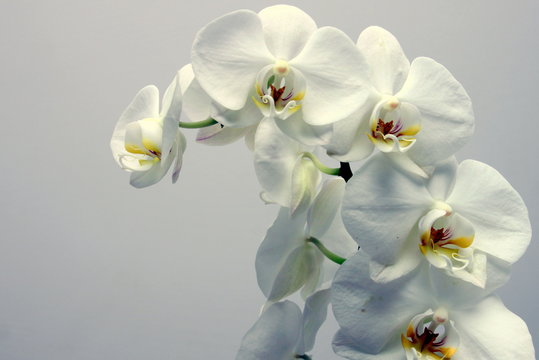 storczyk (orchidea) © shutterfil77