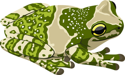 Fototapeta premium vector green frog