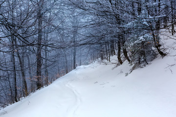 Mystical winter forest covered with snow on cloudy day