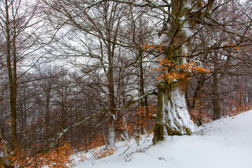 Mystical winter forest covered with snow on winter day