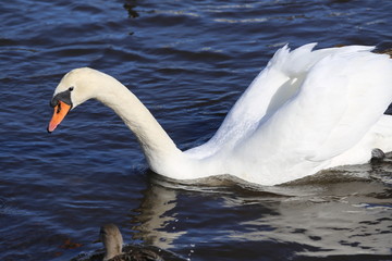 Naklejka premium 山中湖の白鳥