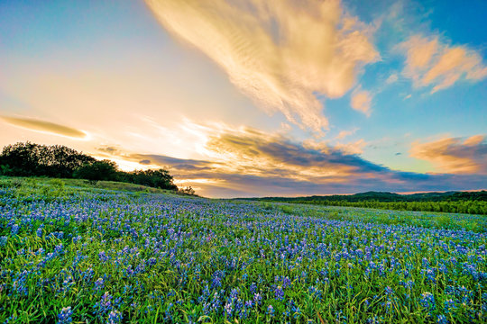 Field Of Bluebonnets At Sunset