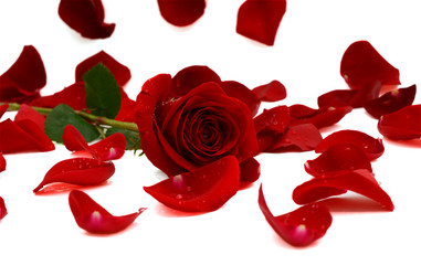 Naklejka premium beautiful red rose petals background