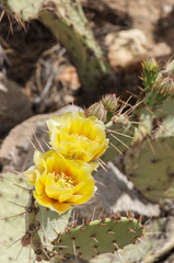 Yellow desert flower with rocks