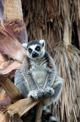 Fat lemur sitting high in a tree