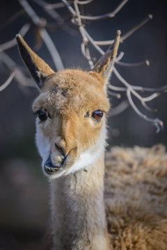 Portrait of lama Vikunja (Vicugna vicugna).