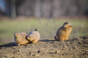 Black-tailed prairie dogs (Cynomys ludovicianus).