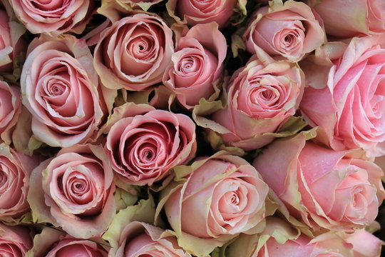  pink wedding roses