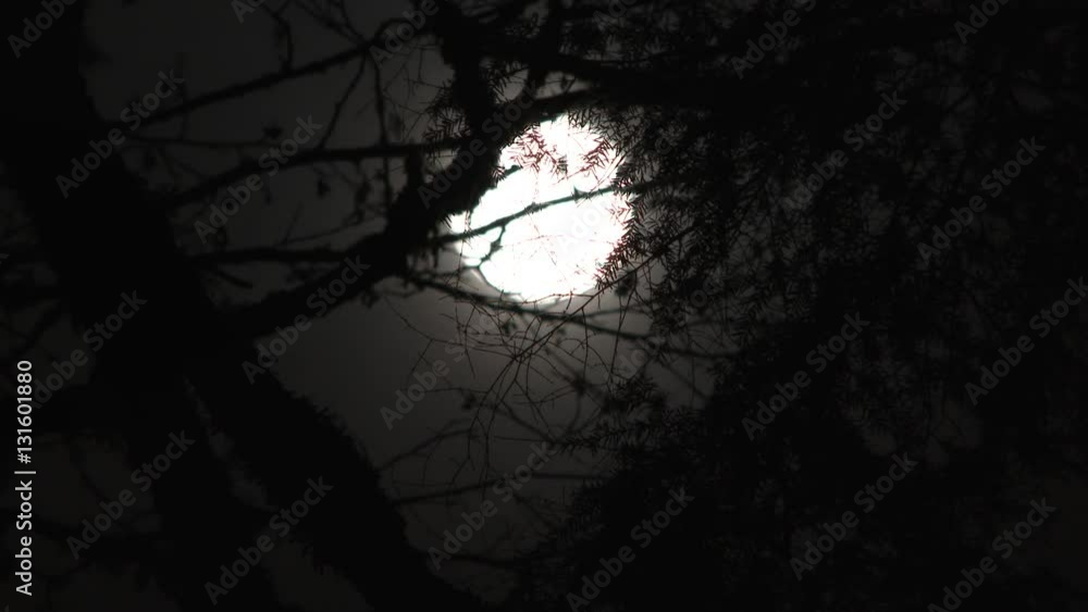 Poster full moon rising through tree branches at night, time lapse with transition to black frame.