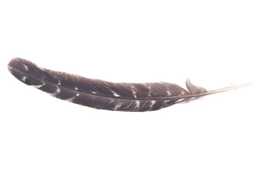Grade A barred turkey smudging feather isolated on white background