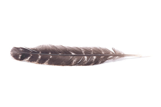 Grade A barred turkey smudging feather isolated on white background