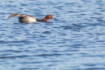 Tafelente (Aythya ferina)