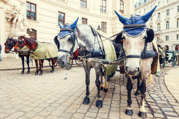 Horse-driven carriage at Hofburg palace in Vienna, Austria