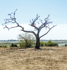 Okavango delta (or Okavango Grassland) is one of the Seven Natural Wonders of Africa (view from the...
