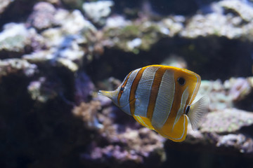 Copperband Butterflyfish