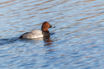 Tafelente (Aythya ferina)