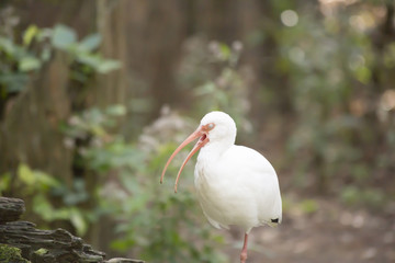 White Ibis