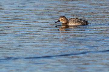 Tafelente (Aythya ferina)