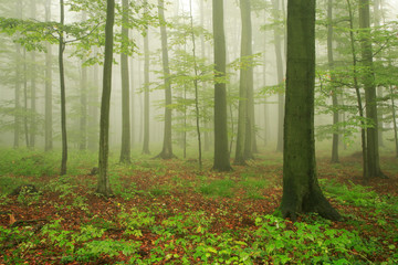Obraz premium Forest of Beech Trees in Fog and Rain