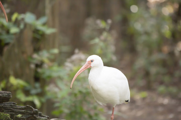 White Ibis