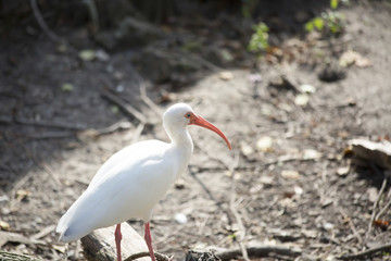 White Ibis