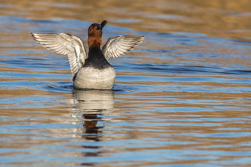 Tafelente (Aythya ferina)