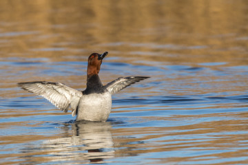 Tafelente (Aythya ferina)