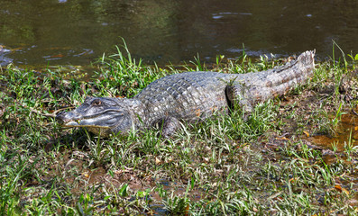 Cayman resting after dinner in the El Cedral - Los Llanos, Venezuela