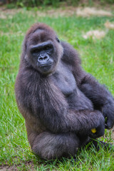 Grumpy gorilla