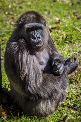 female gorilla eating © cheriesummers18