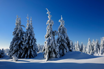 Winter Landscape, Spruce Tree Forest Covered by Snow, bright sunshine, blue sky
