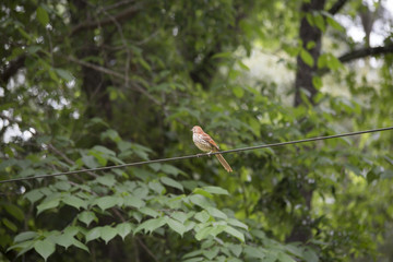 Thrush Bird