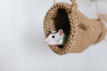 Mouse peeking out of the tunnel knitted on a white background