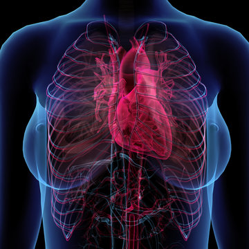 Female Chest and Glowing Heart in Frontal X-ray View