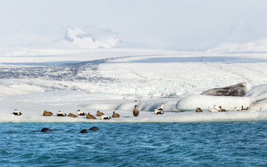 Three seals swimming by group of eider ducks on floating iceberg at the base of a glacier
