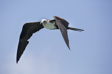 Fregattvogel auf den niedländischen Antillen (Curacao)